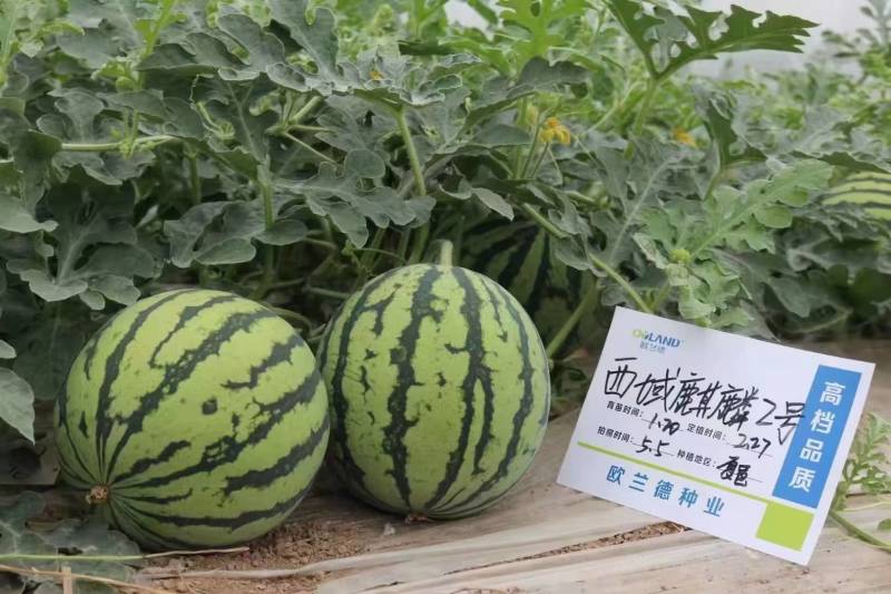 西域麒麟2号西瓜种子籽欧兰德超美都8424麒麟西瓜种子
