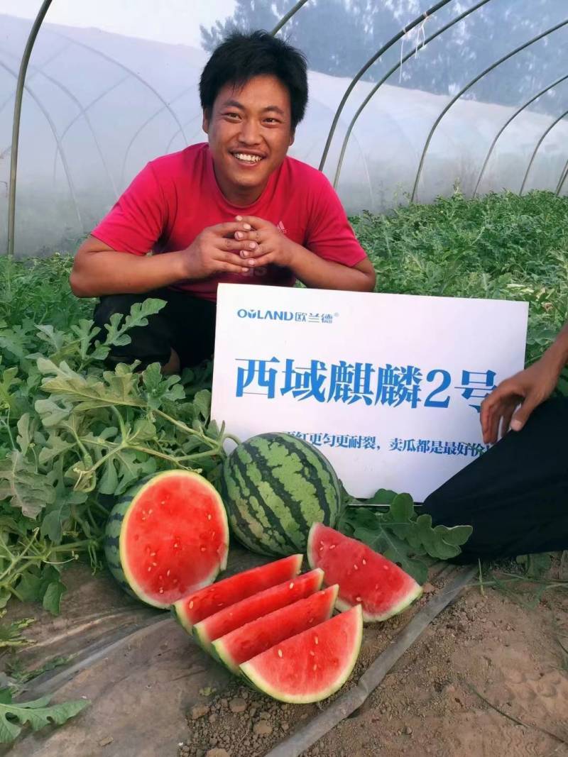 西域麒麟2号西瓜种子籽欧兰德超美都8424麒麟西瓜种子