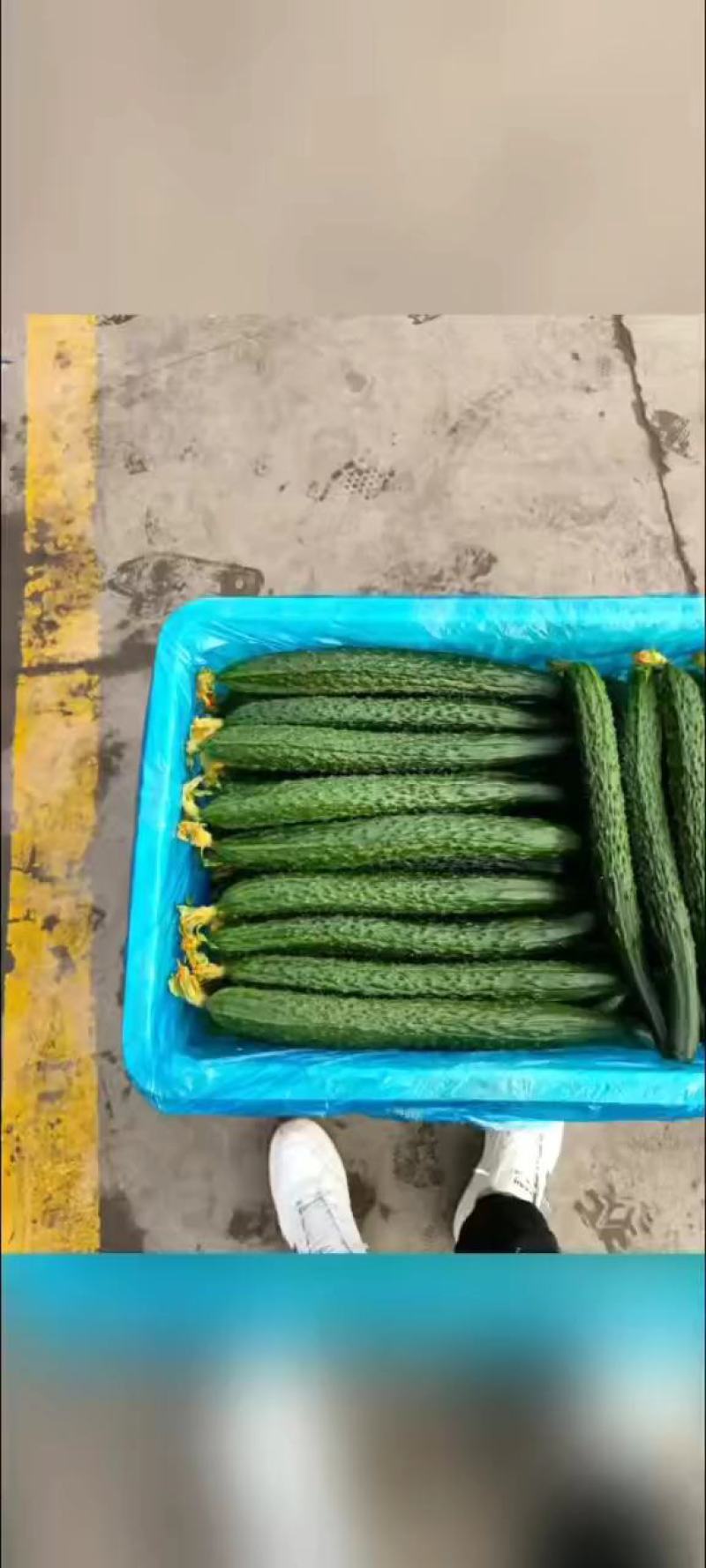 河北邯郸，大量供应水果黄瓜精品黄瓜，现摘现发，电商，超市