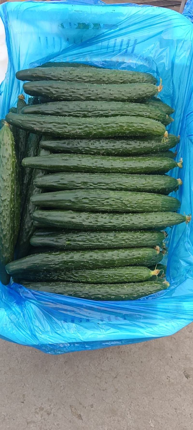 河北邯郸，大量供应水果黄瓜精品黄瓜，现摘现发，电商，超市