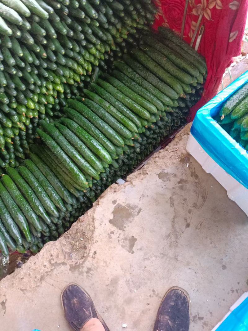 河北邯郸，大量供应水果黄瓜精品黄瓜，现摘现发，电商，超市