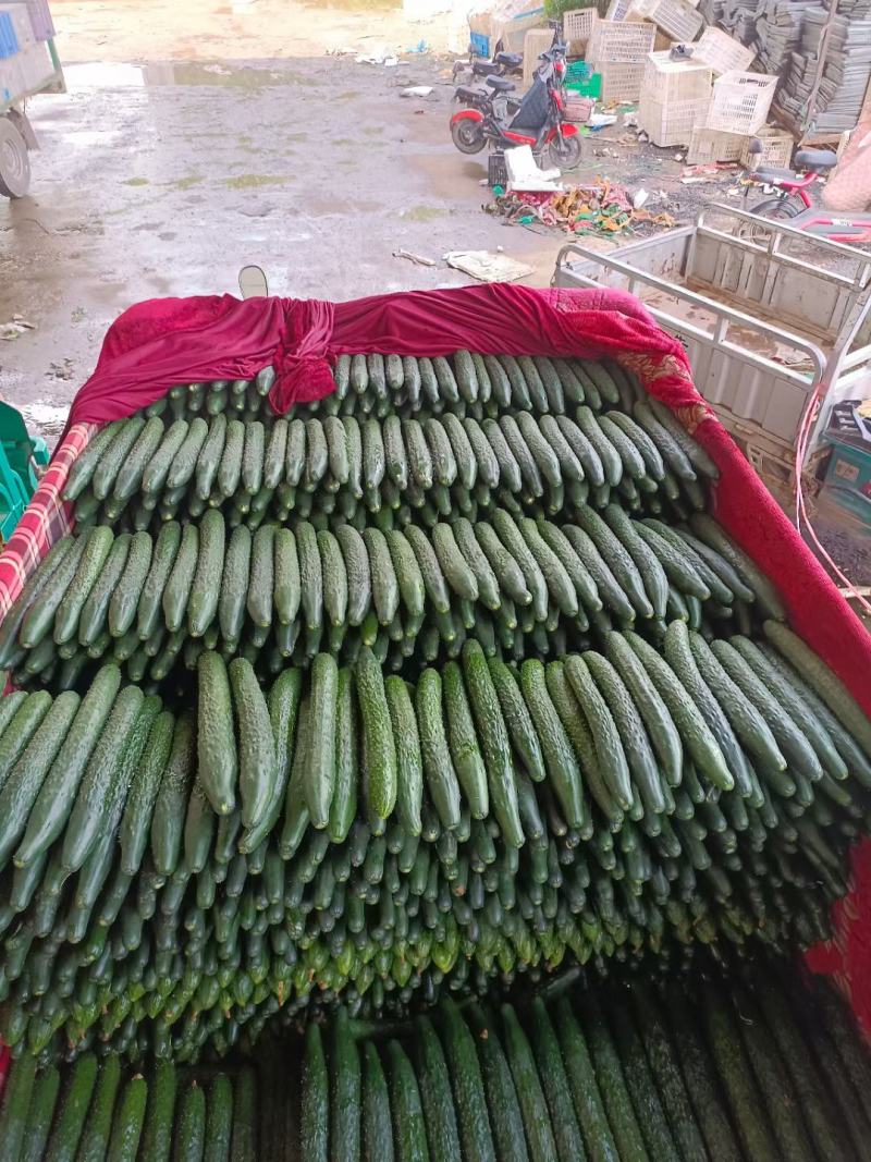 河北邯郸，大量供应水果黄瓜精品黄瓜，现摘现发，电商，超市