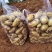 现挖新鲜黄皮黄心土豆荷兰沃土实验希森土豆