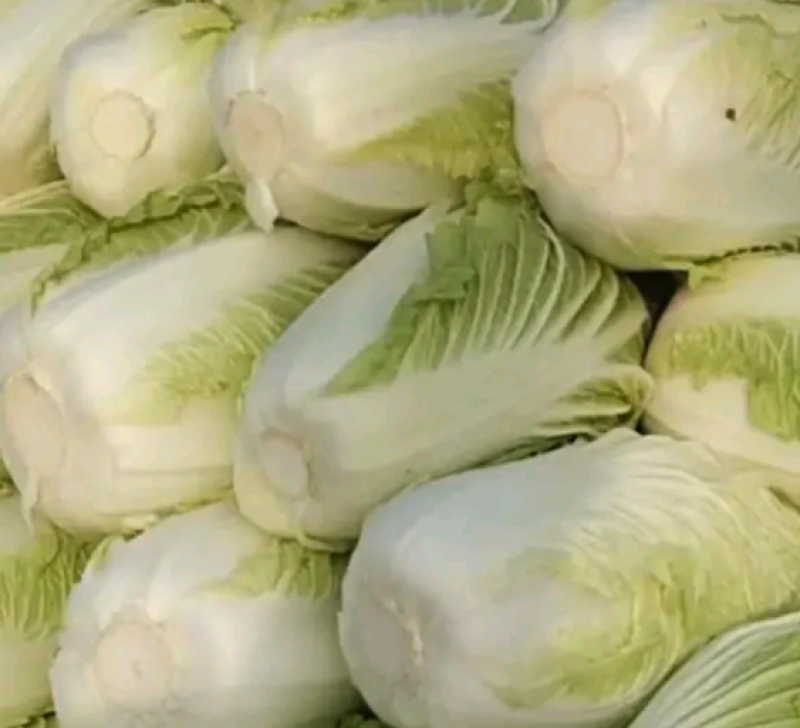 大白菜