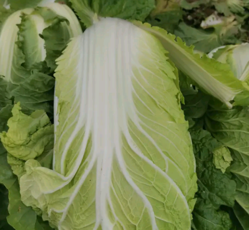 大白菜