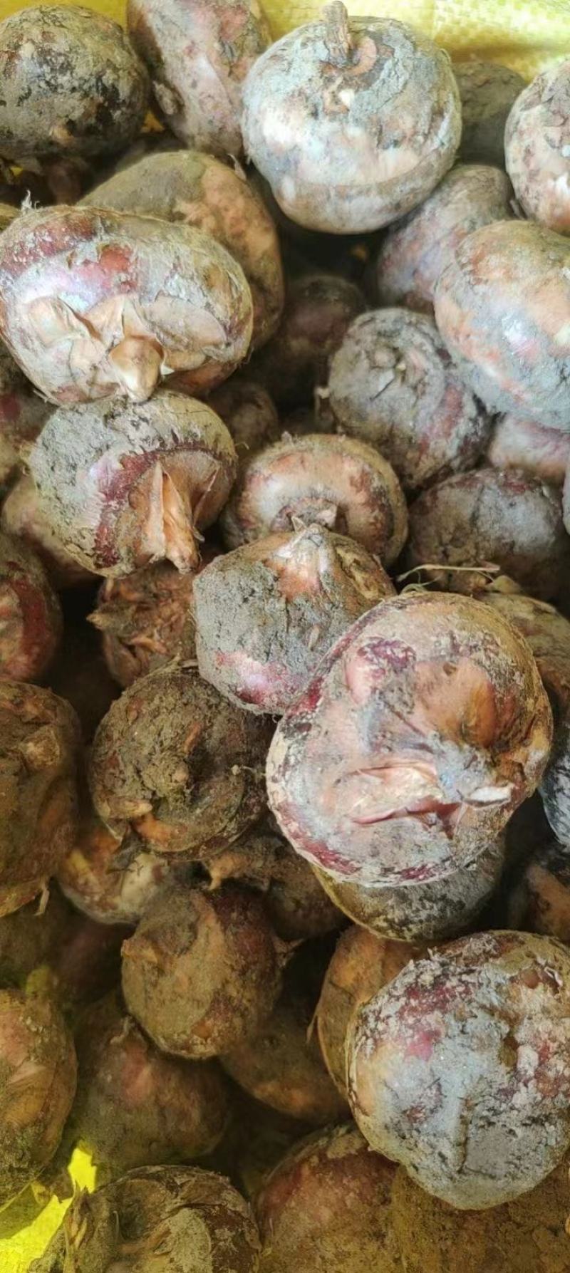 广西桂林荔浦马蹄新鲜上市了