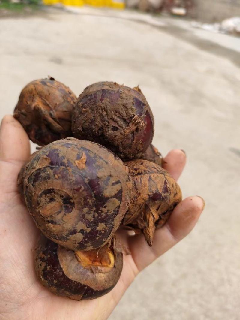 广西桂林荔浦马蹄新鲜上市了