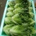 精品叶菜，精品生菜意大利生菜一手货源视频看货以质论价