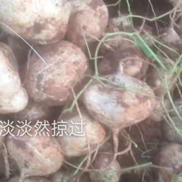 我要卖土瓜
