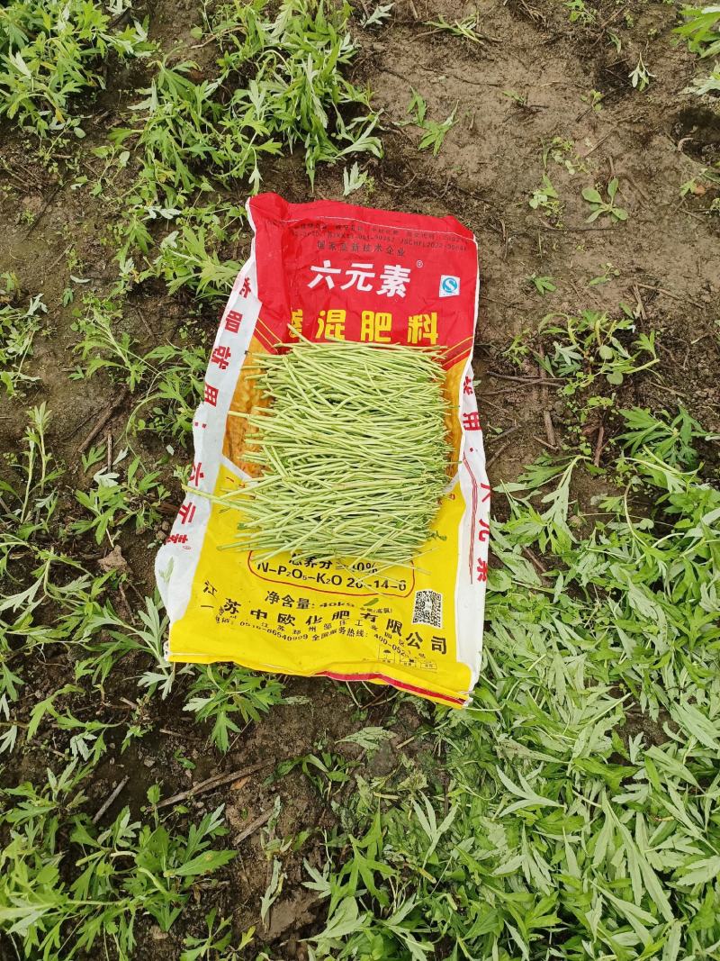 鲜美芦蒿