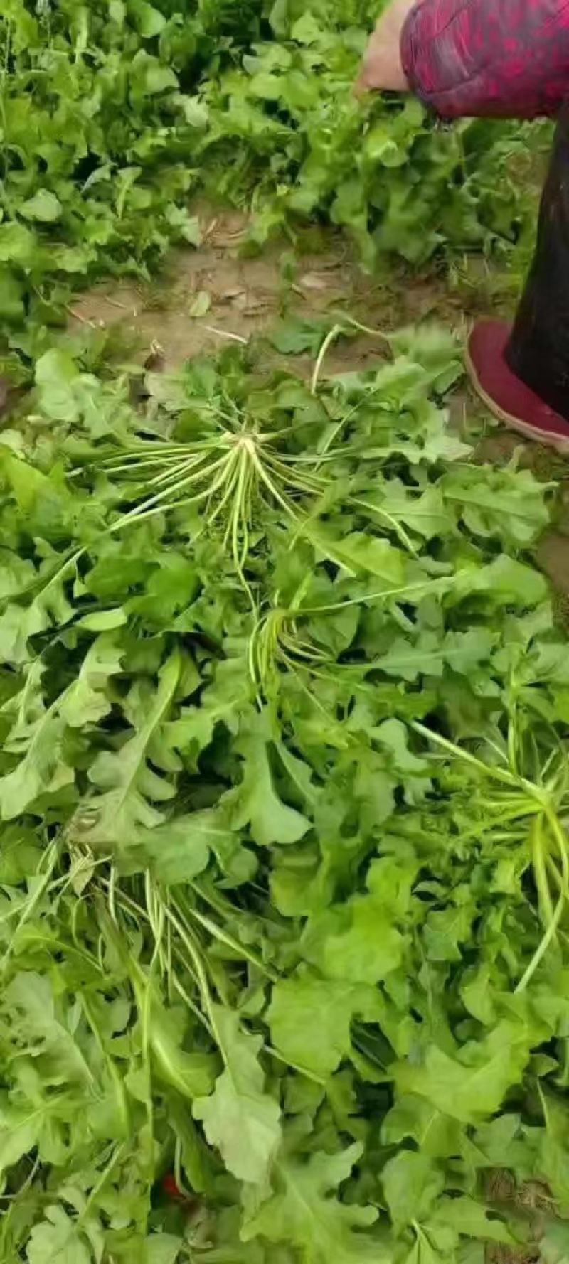 荠菜，野菜，特菜，荠荠菜，量大，质优！产地直发，欢迎咨询