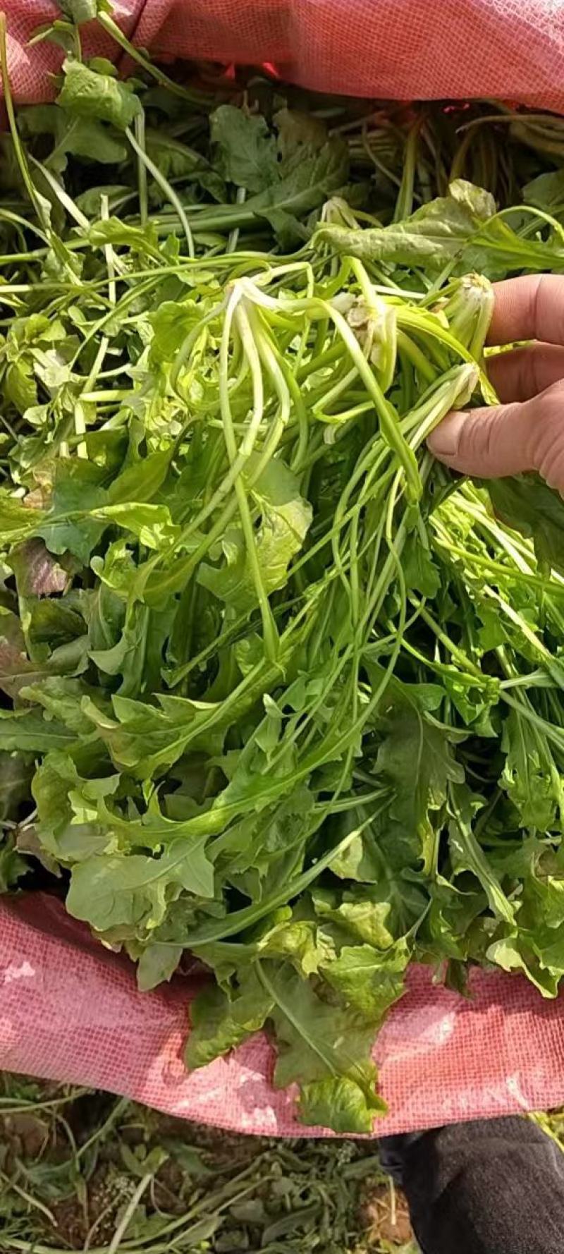 荠菜，野菜，特菜，荠荠菜，量大，质优！产地直发，欢迎咨询