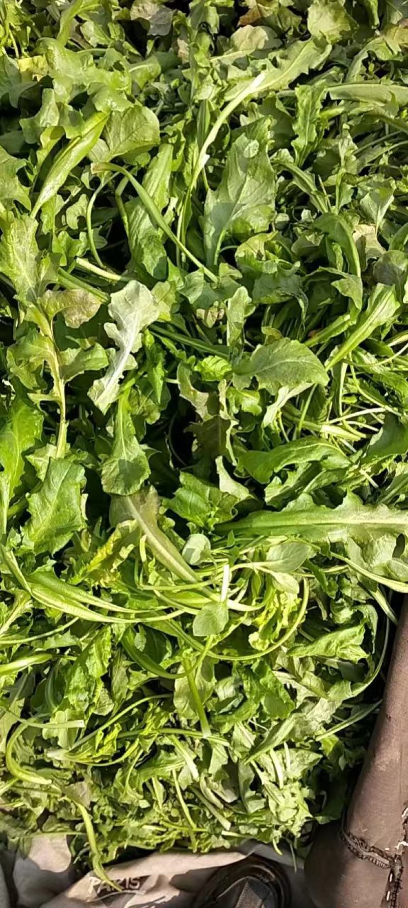 荠菜，野菜，特菜，荠荠菜，量大，质优！产地直发，欢迎咨询