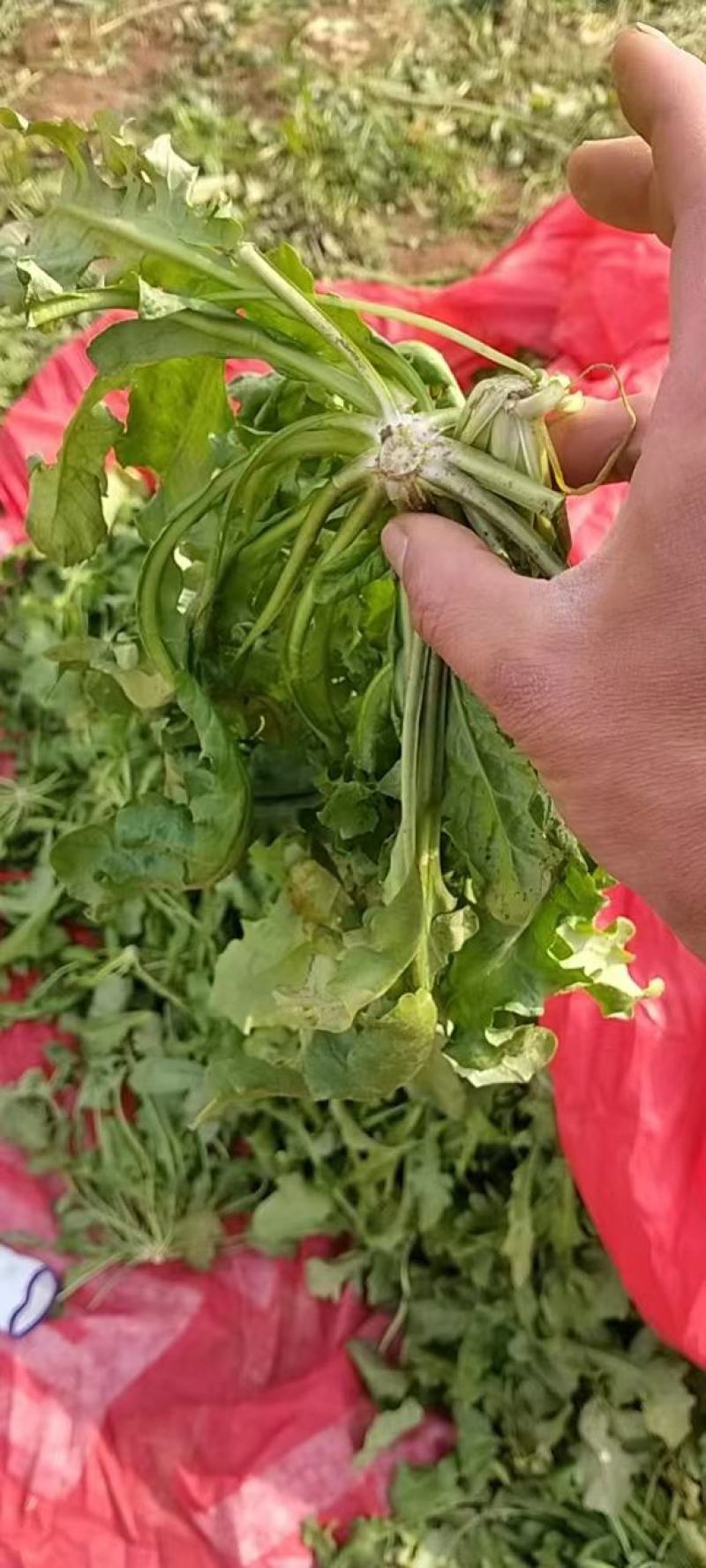 荠菜，野菜，特菜，荠荠菜，量大，质优！产地直发，欢迎咨询