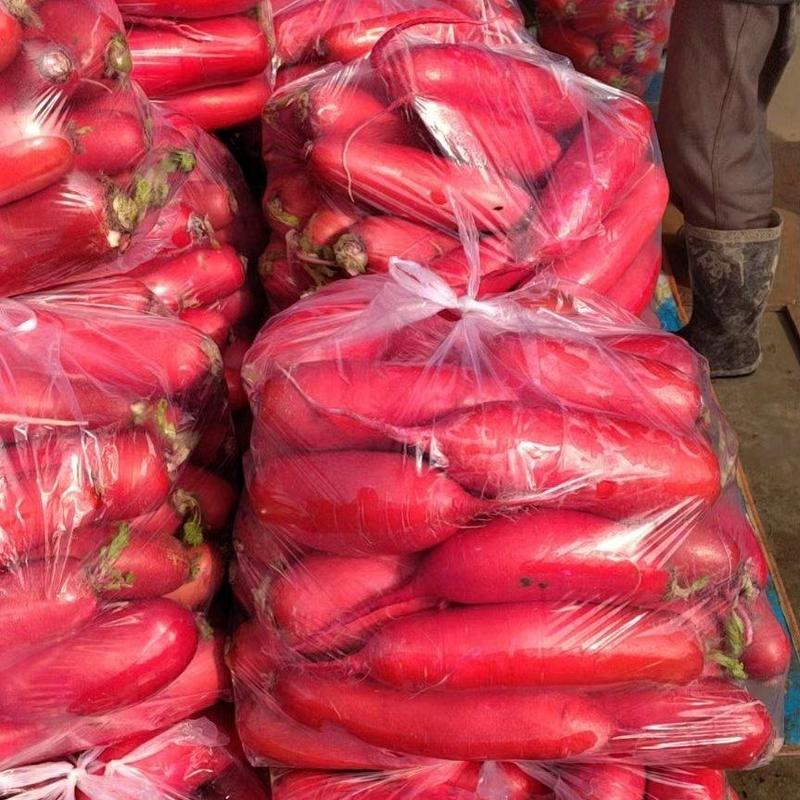 红皮萝卜水洗红皮萝卜带泥货供应各地市场商超产地直发