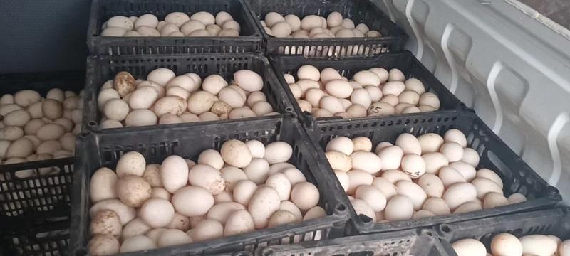 鹅蛋，大鹅蛋，泡沫箱装鹅蛋，鲜鹅蛋，大白蛋，大白鹅蛋