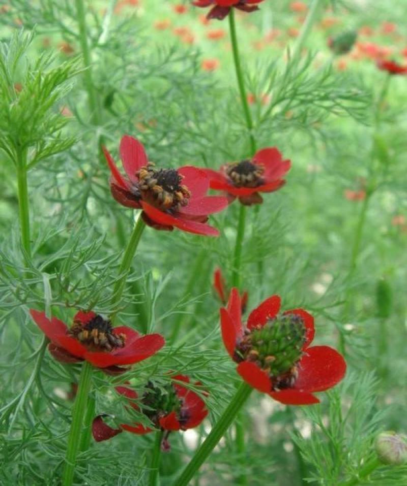 福寿花种子四季种易活开花不断室外庭院盆栽净化空气春秋季花