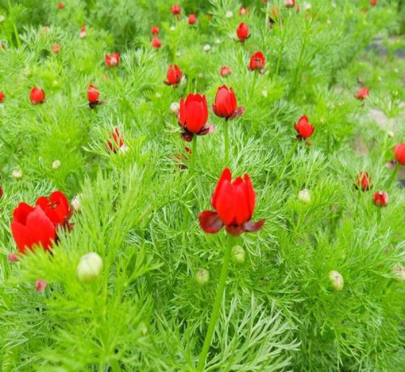 福寿花种子四季种易活开花不断室外庭院盆栽净化空气春秋季花