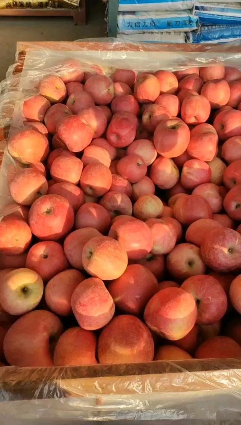 山东精品红富士苹果大量出库口感脆甜果面干净代发全国质量好
