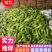 【推荐】西葫芦，精品，费县西葫芦，代收绿皮西葫芦
