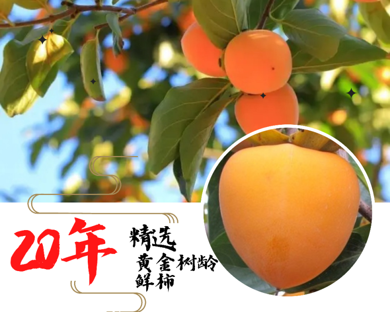 2024年陕西富平霜降流心吊柿饼农家自制办公室零食送礼佳