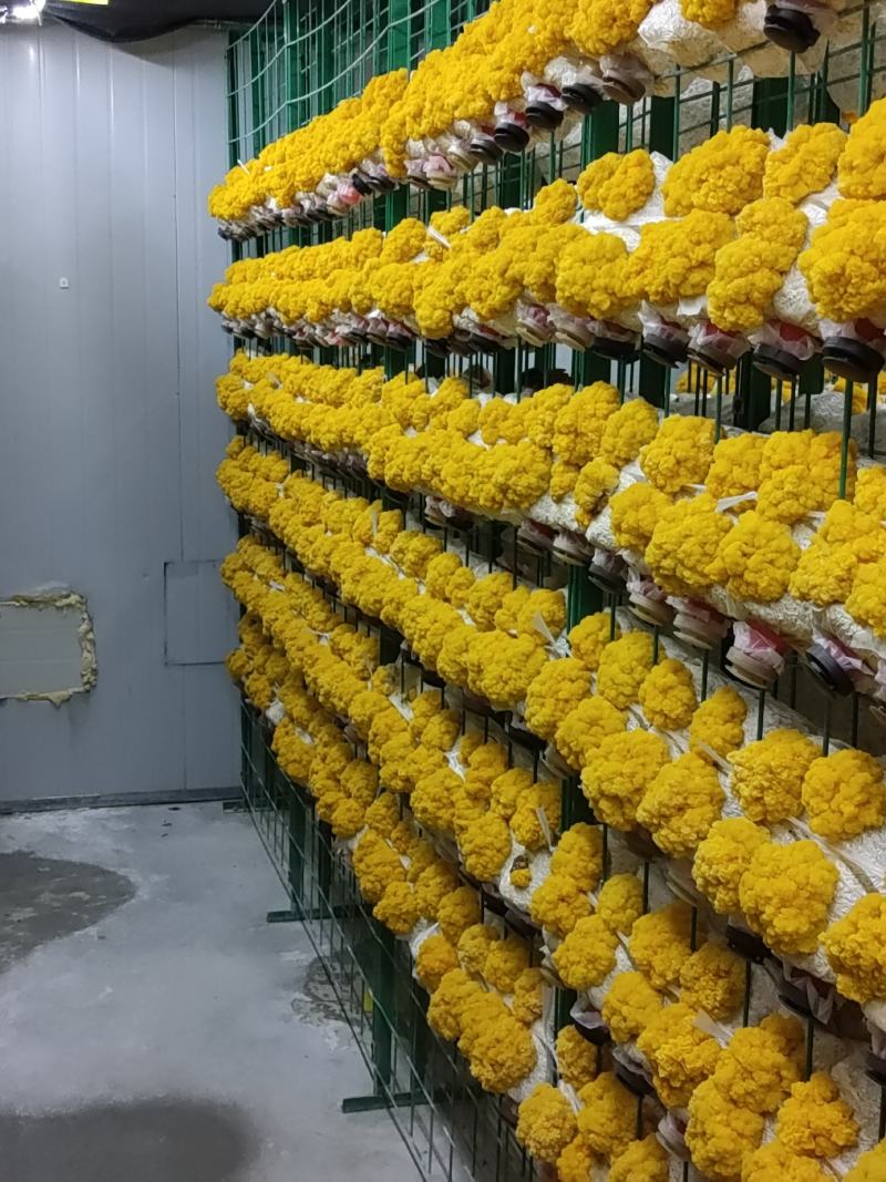 正规金耳工厂365天天鲜