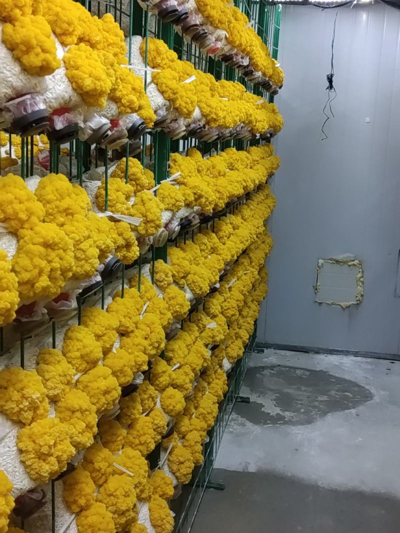 正规金耳工厂365天天鲜