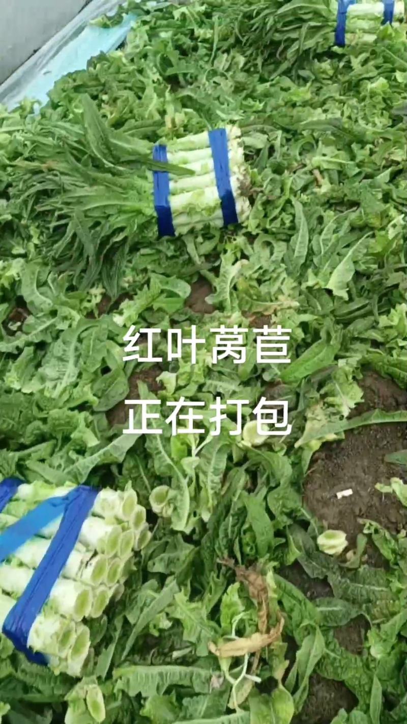 （推荐）河南精品红叶香莴苣产地一手货源欢迎来电咨询