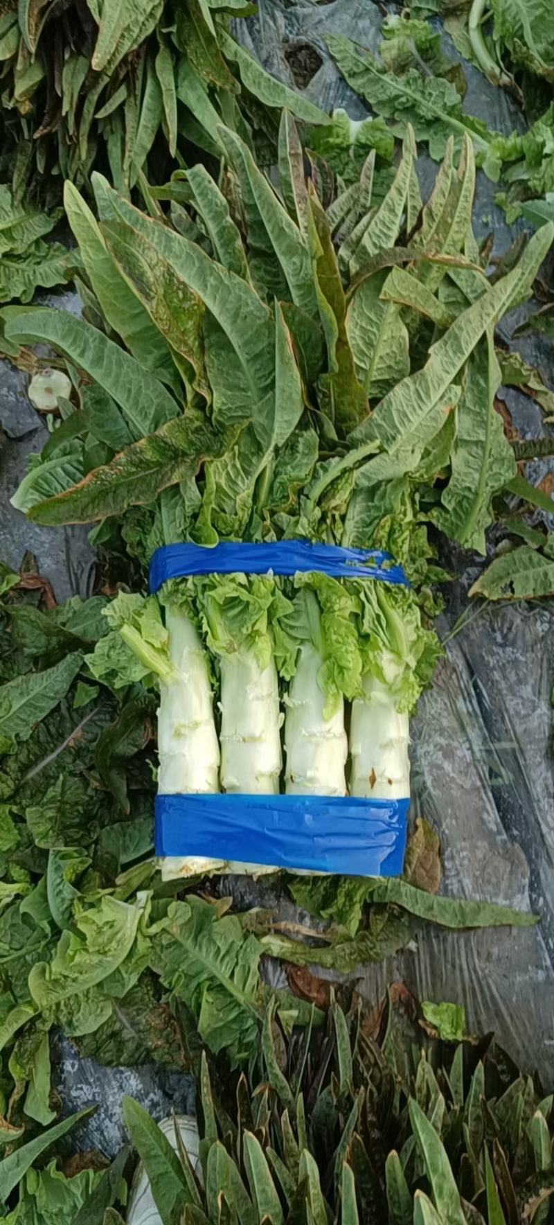 （推荐）河南精品红叶香莴苣产地一手货源欢迎来电咨询