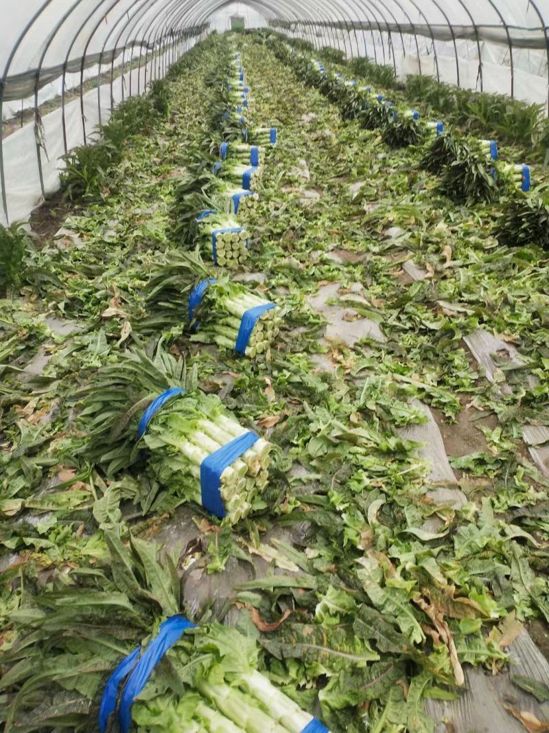 （推荐）河南精品红叶香莴苣产地一手货源欢迎来电咨询
