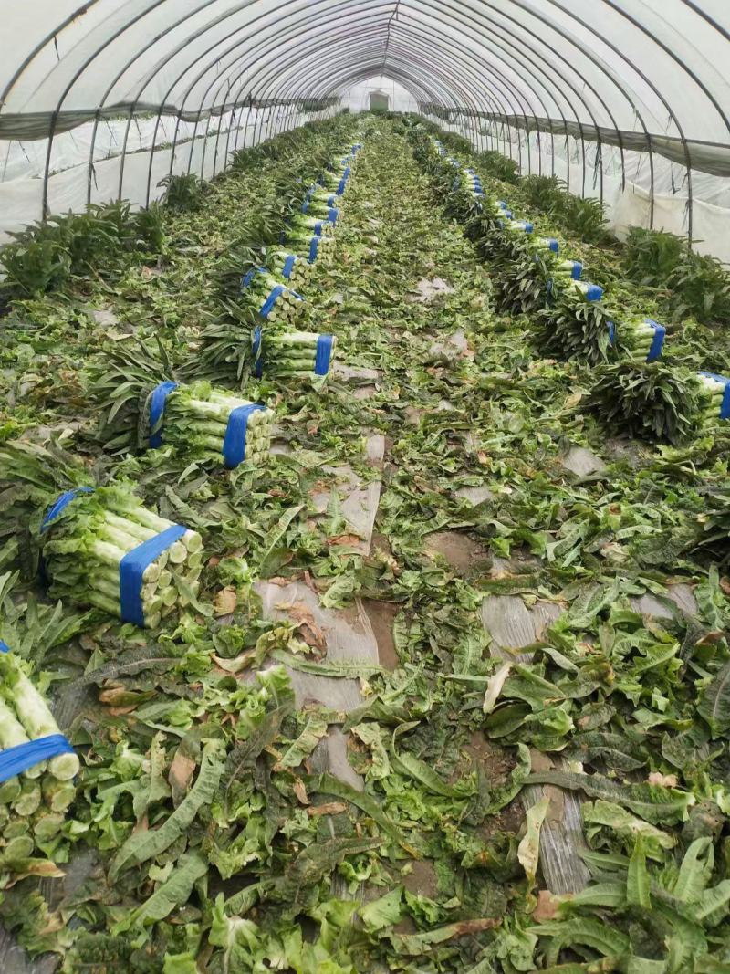 （推荐）河南精品红叶香莴苣产地一手货源欢迎来电咨询