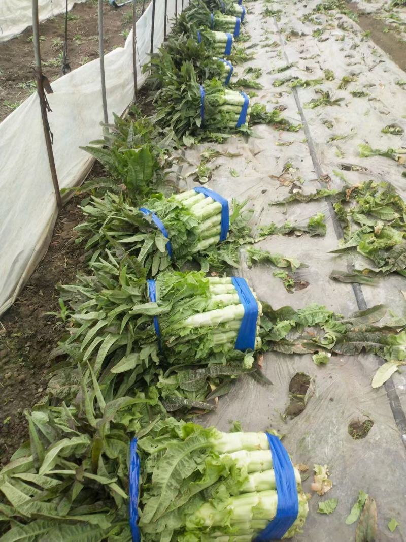 （推荐）河南精品红叶香莴苣产地一手货源欢迎来电咨询