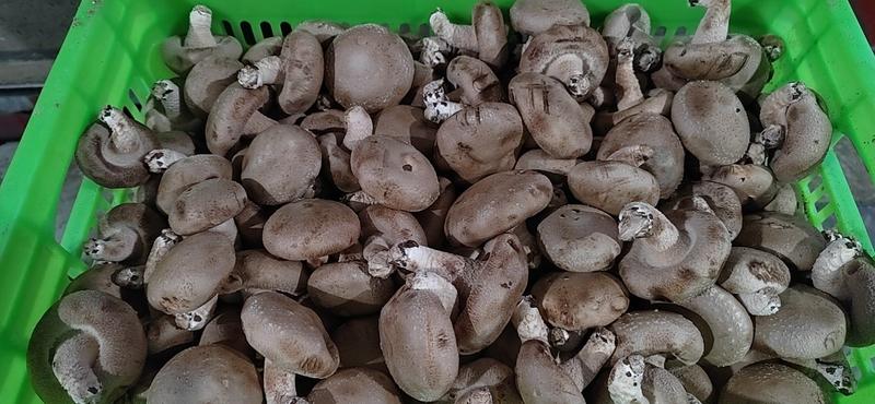 精品香菇包度好6公分左右全年有货质量稳定白面菇