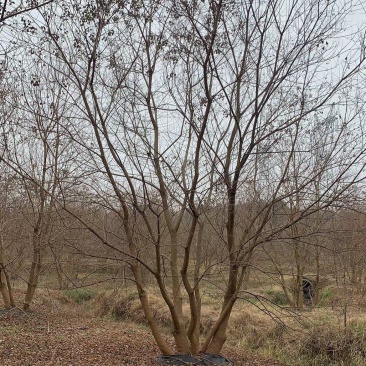 供应30-50公分丛生乌桕，苗圃直供，欢迎大家来选购