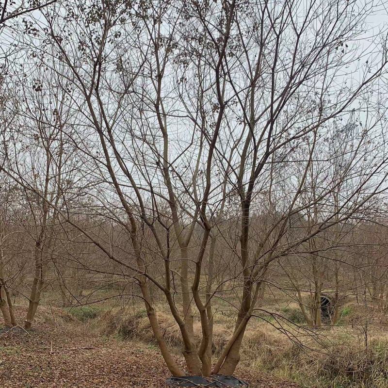 供应30-50公分丛生乌桕，苗圃直供，欢迎大家来选购