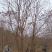 供应30-50公分丛生乌桕，苗圃直供，欢迎大家来选购