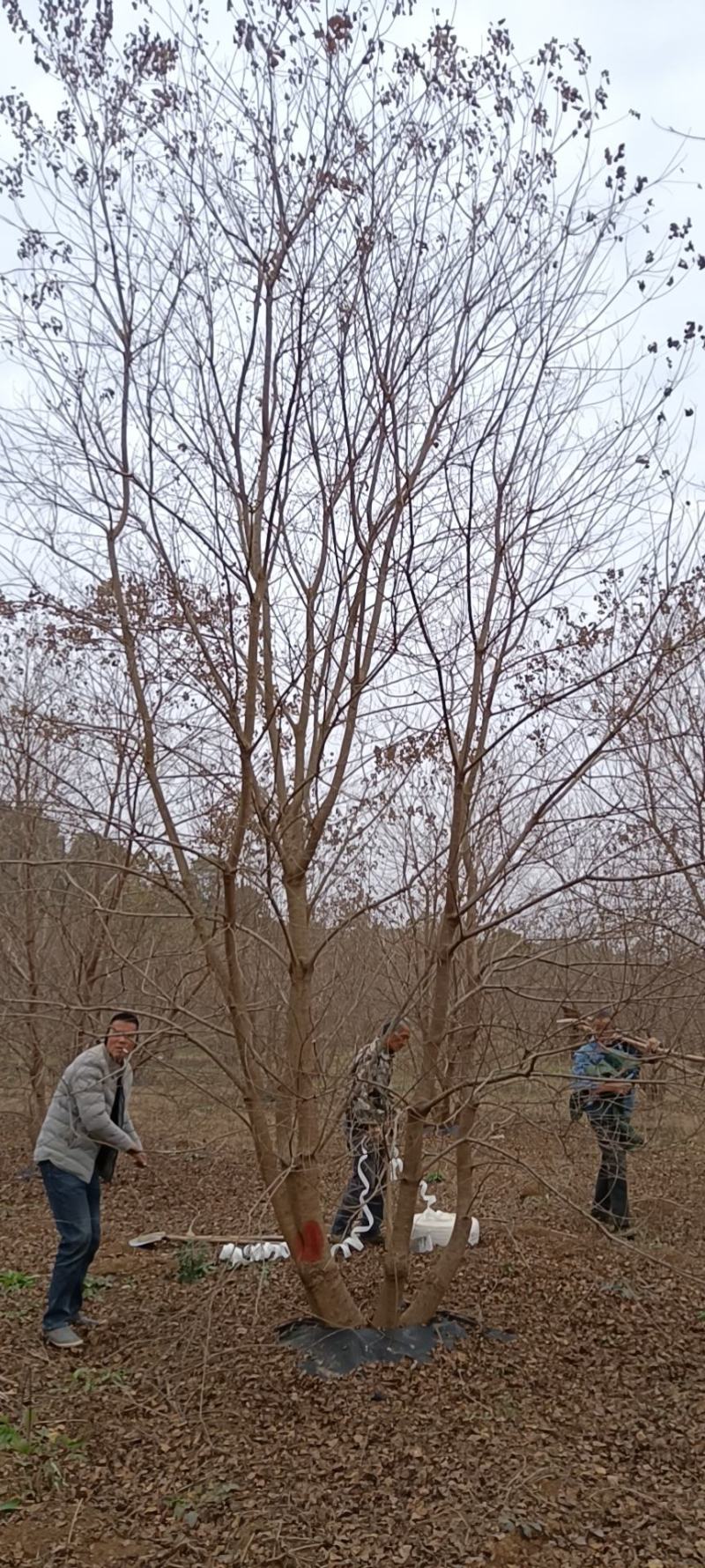 供应30-50公分丛生乌桕，苗圃直供，欢迎大家来选购