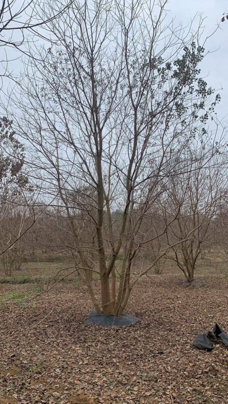 供应30-50公分丛生乌桕，苗圃直供，欢迎大家来选购