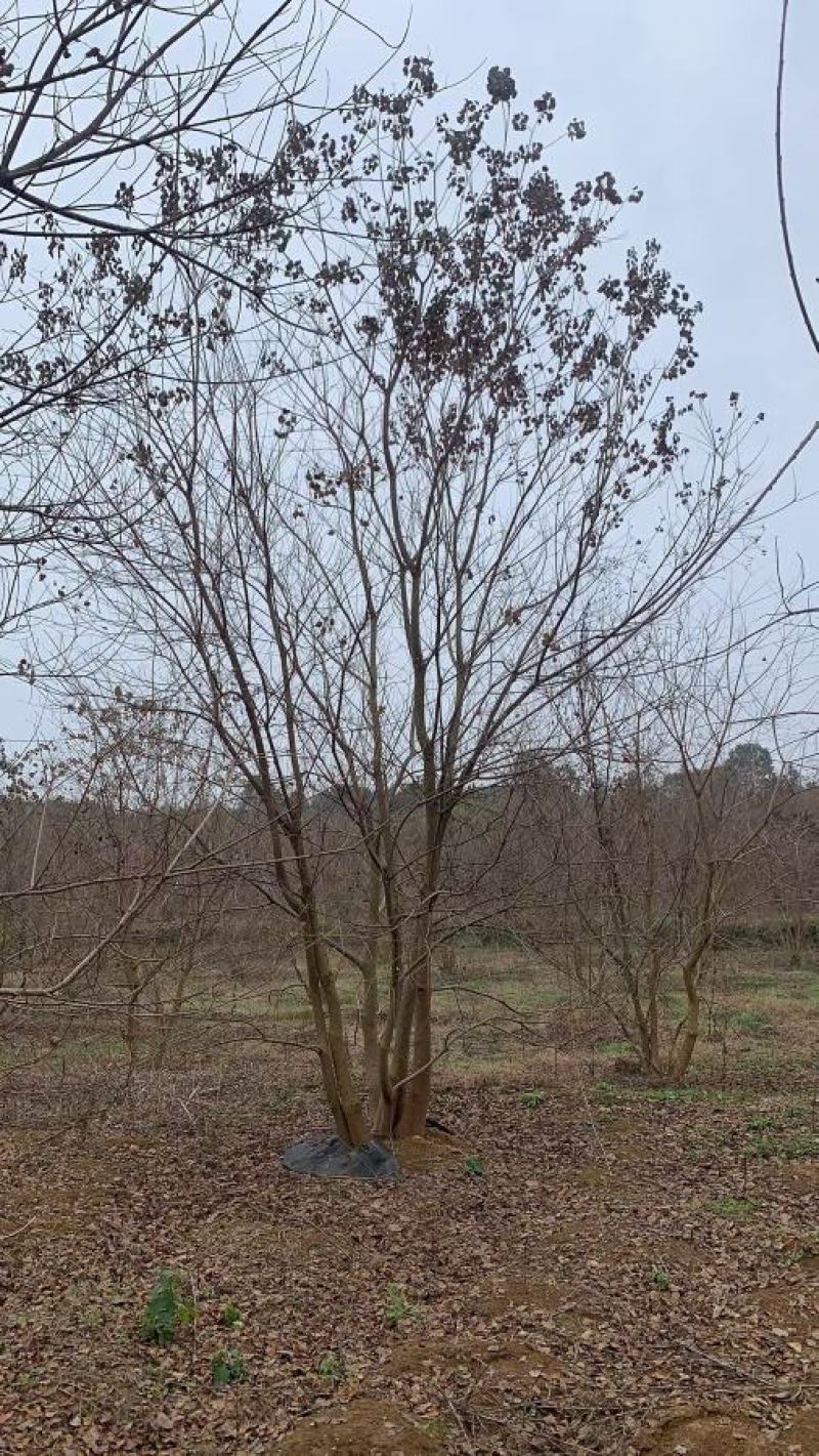 供应30-50公分丛生乌桕，苗圃直供，欢迎大家来选购
