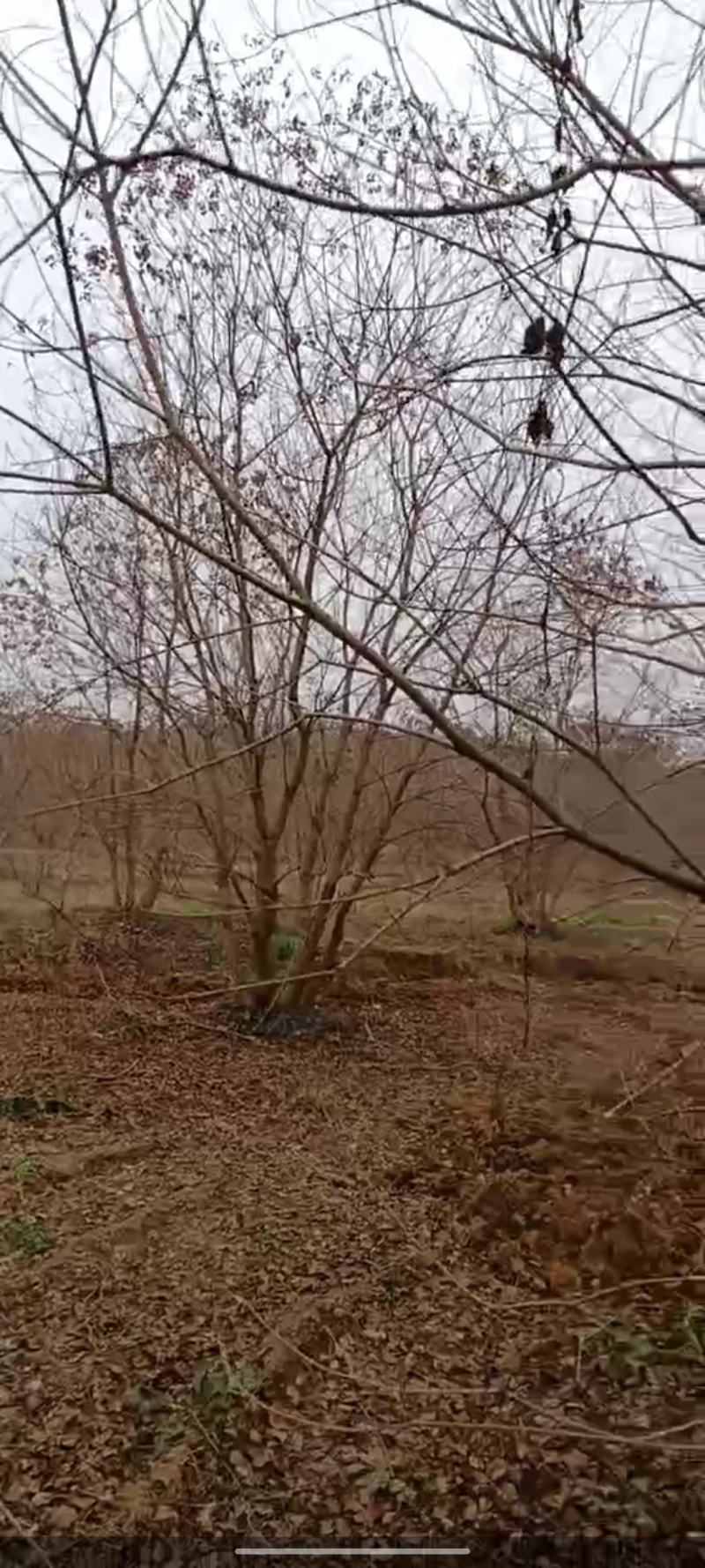 供应30-50公分丛生乌桕，苗圃直供，欢迎大家来选购