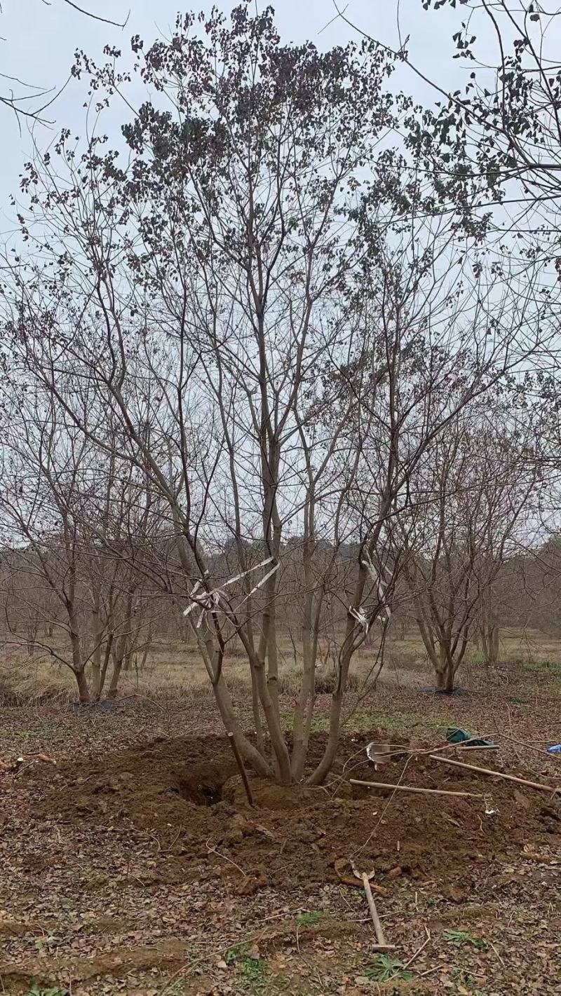 供应30-50公分丛生乌桕，苗圃直供，欢迎大家来选购
