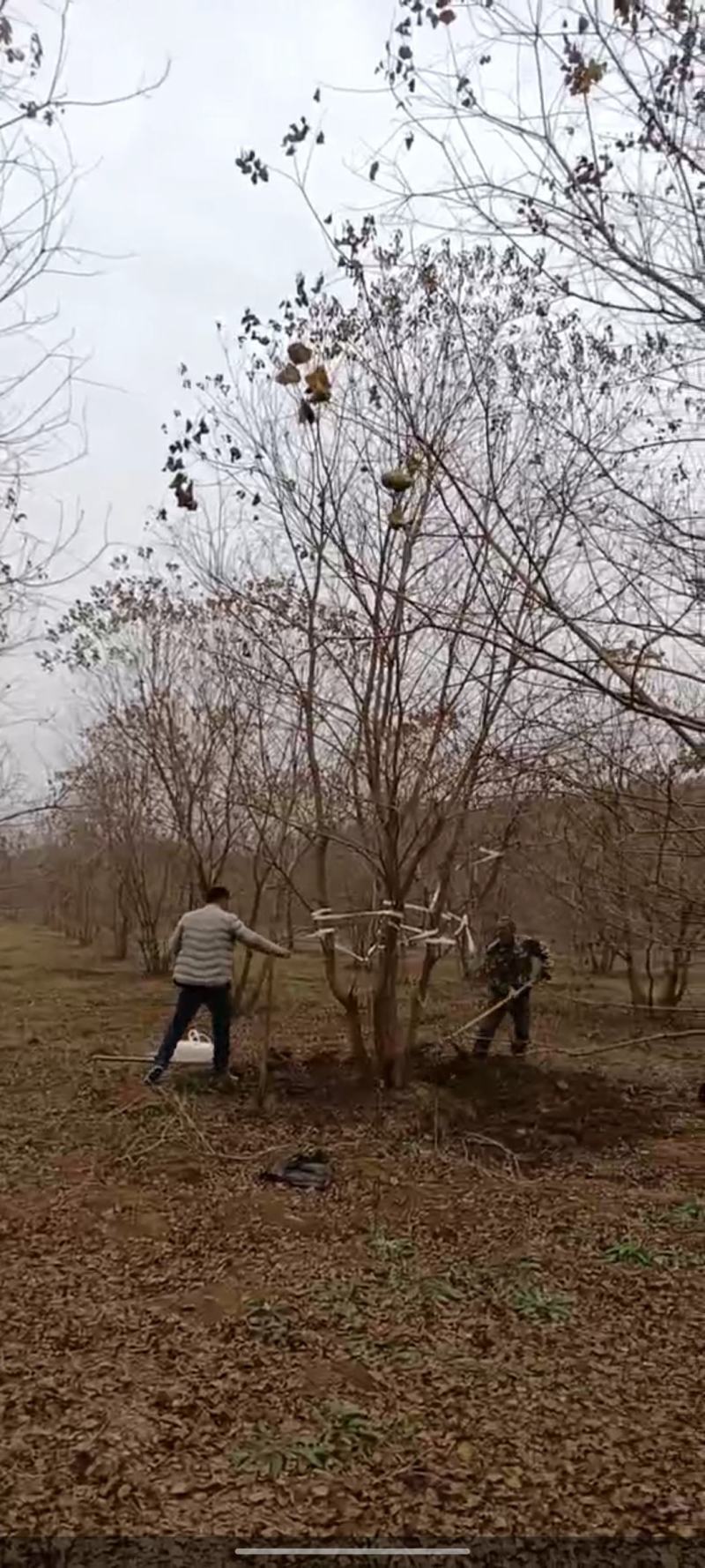 供应30-50公分丛生乌桕，苗圃直供，欢迎大家来选购