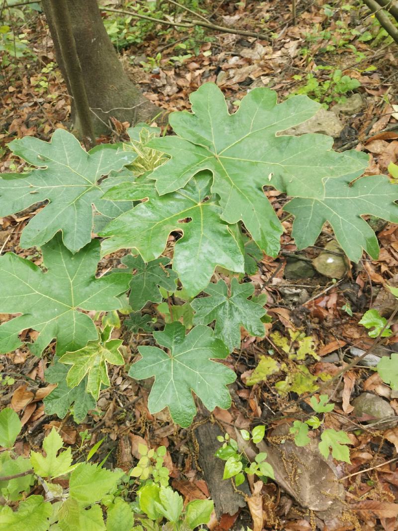 大通草苗，一千以上包邮，一千以下不包邮哦