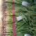 四季蒜苗45~50cm根红叶绿，产地直销