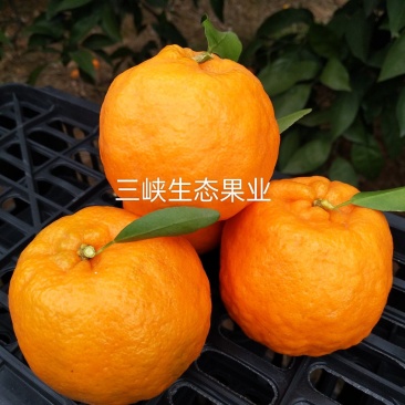 【精品货】碰柑芦柑产地大量供应个大皮薄汁多口感甜蜜