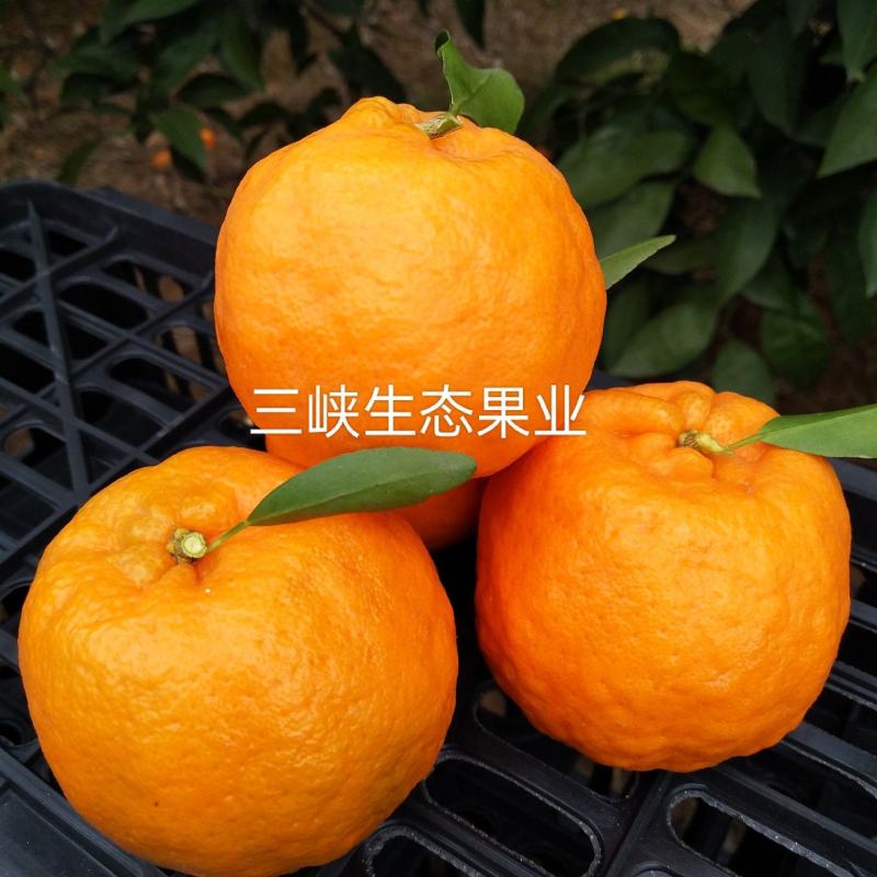 【精品货】碰柑芦柑产地大量供应个大皮薄汁多口感甜蜜