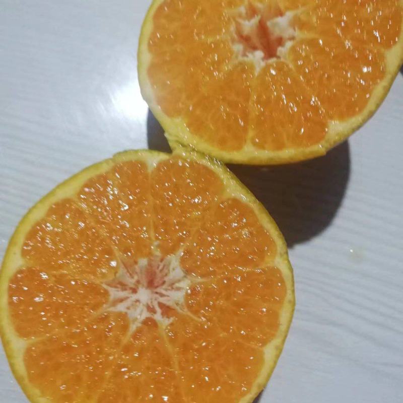 春见耙耙柑
