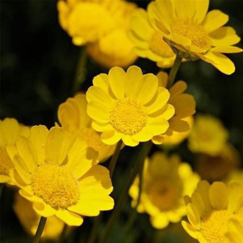 黄晶菊种子花籽春俏菊秋播耐寒园林园艺庭院花卉景观花海