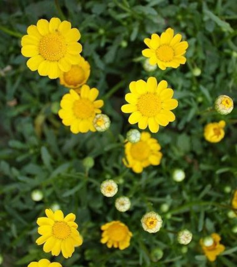 黄晶菊种子花籽春俏菊秋播耐寒园林园艺庭院花卉景观花海