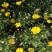 黄晶菊种子花籽春俏菊秋播耐寒园林园艺庭院花卉景观花海